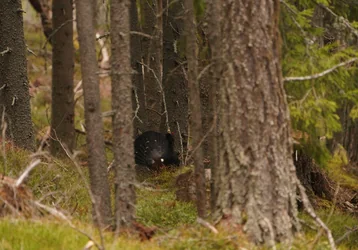 Priebežné výsledky jarného fotomonitoringu predátorov v biotope hlucháňa 2022